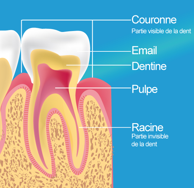 Devitalisation dentaire Romainville